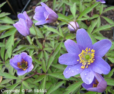 Anemone nemorosa 'Mart's Blue', hmyvuokko